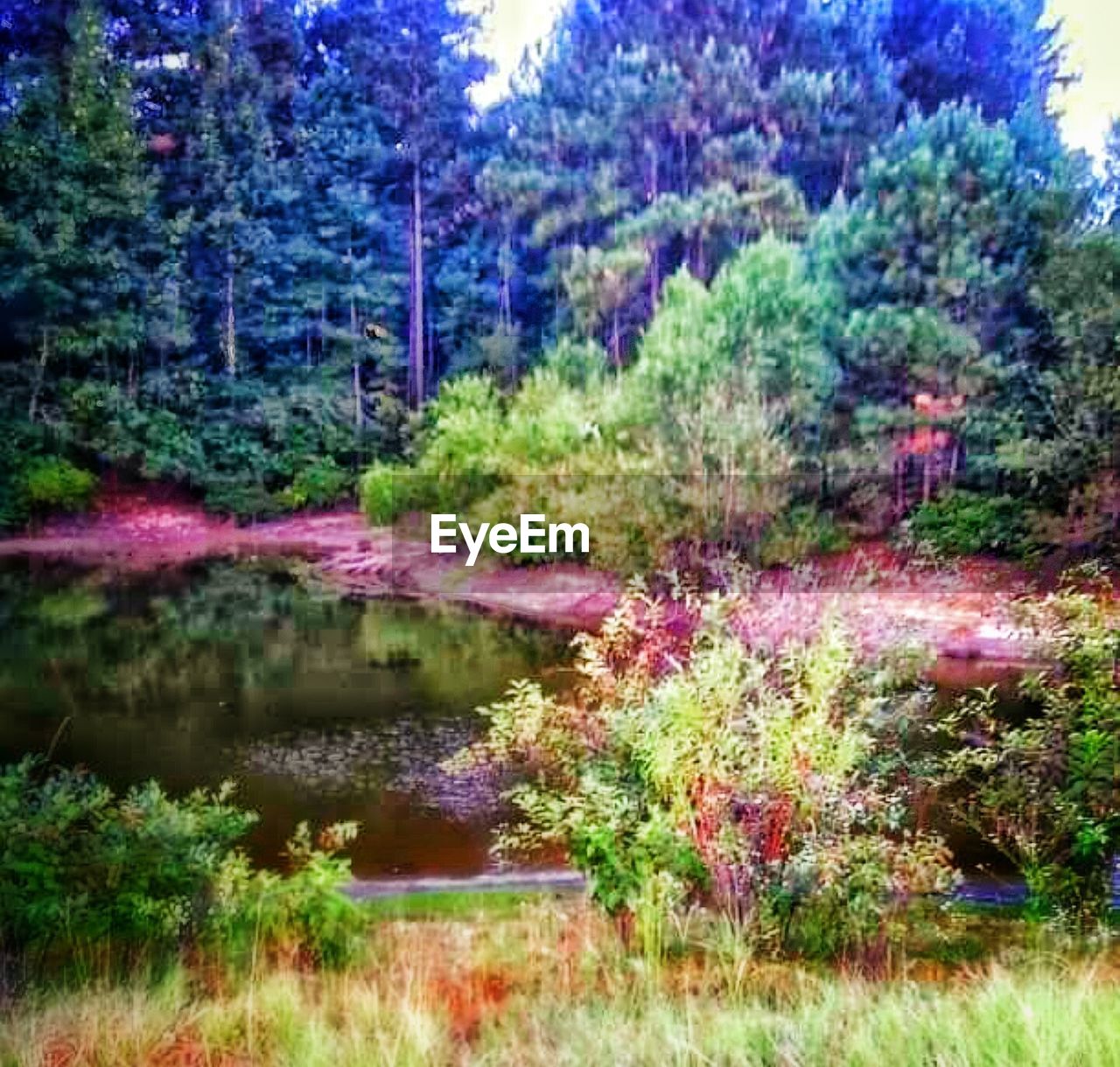 SCENIC VIEW OF LAKE WITH TREES IN BACKGROUND