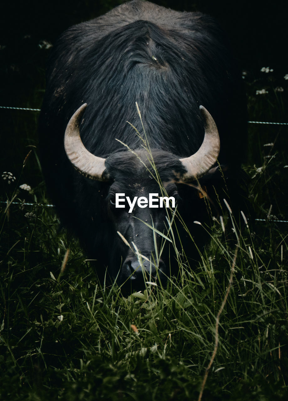 HIGH ANGLE VIEW OF COWS ON FIELD