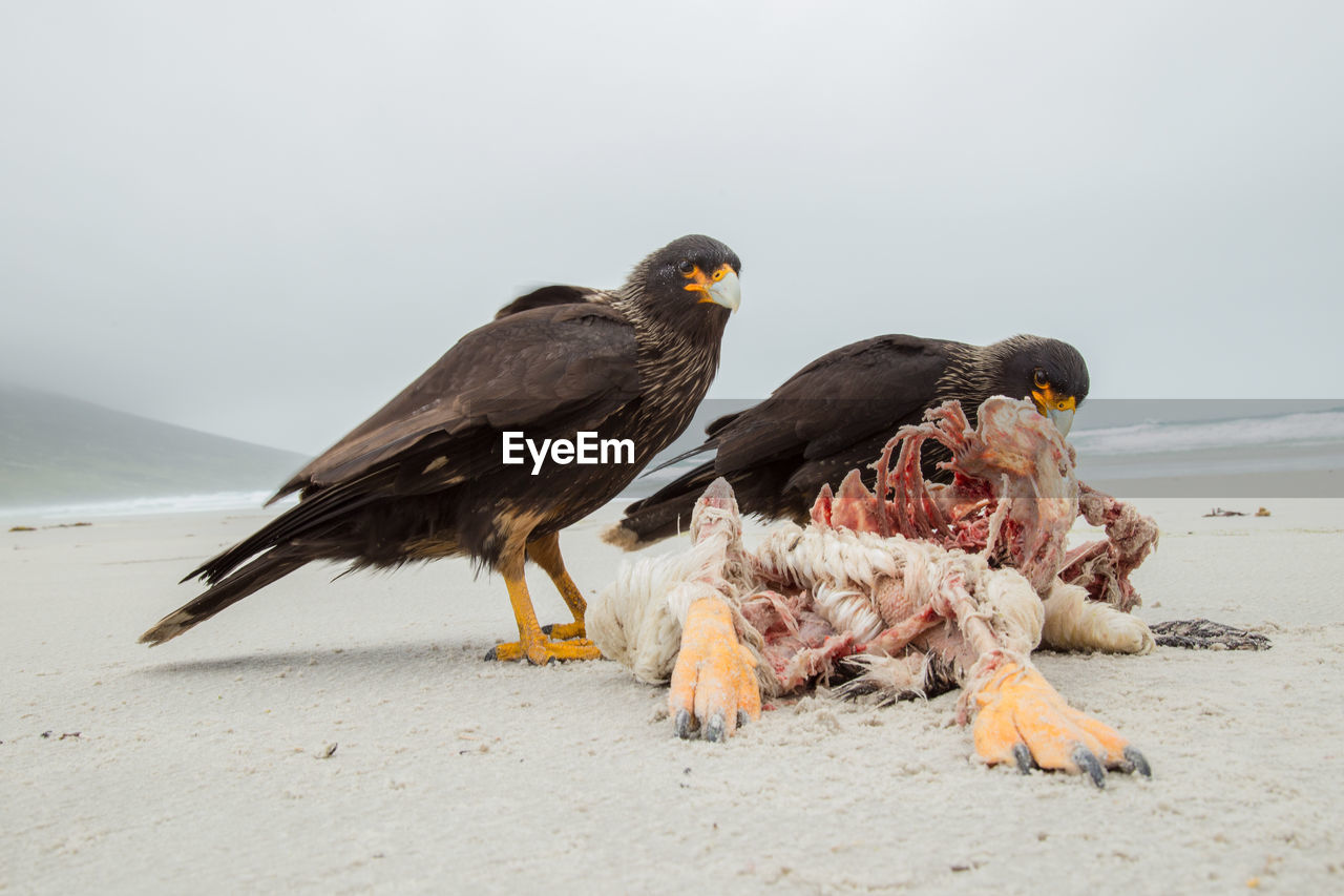 BIRDS ON BEACH