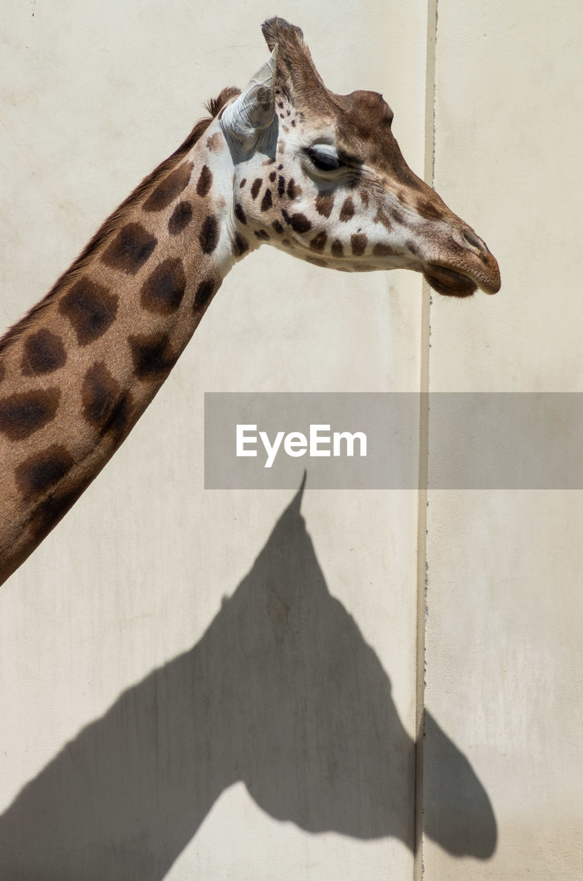 Side view of giraffe against wall in zoo