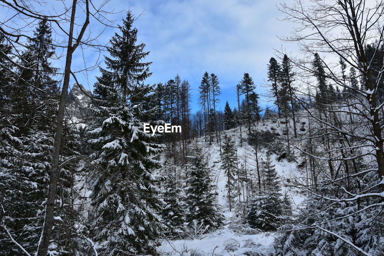 Snow covered trees in forest against sky