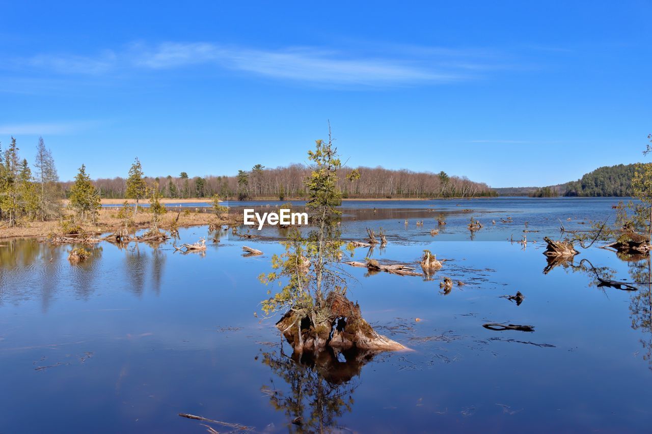 PLANTS BY LAKE AGAINST BLUE SKY