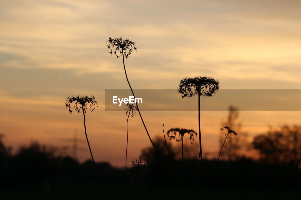 SILHOUETTE OF PLANTS GROWING ON FIELD AGAINST SKY DURING SUNSET