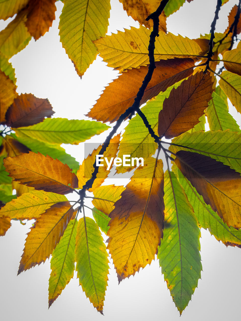 leaf, plant part, tree, nature, branch, plant, beauty in nature, yellow, autumn, maple, no people, maple leaf, outdoors, close-up, green, sky, leaf vein, day, growth, environment, sunlight, tranquility, maple tree