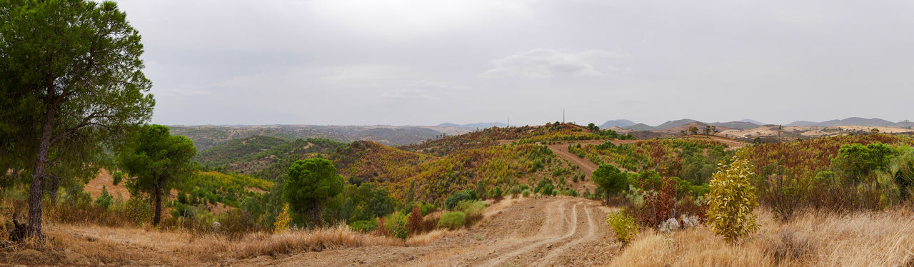 SCENIC VIEW OF LAND AND TREES AGAINST SKY