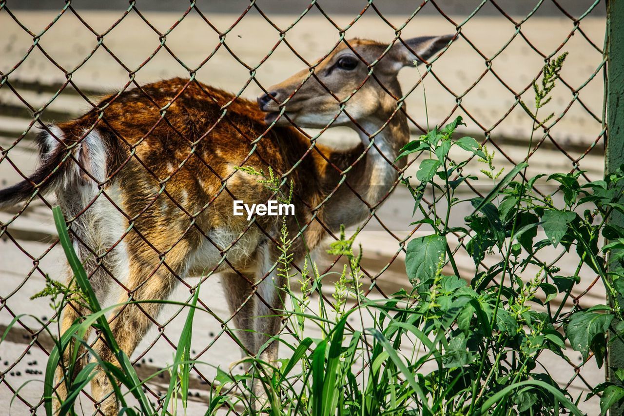 Deer in cage by plant in zoo