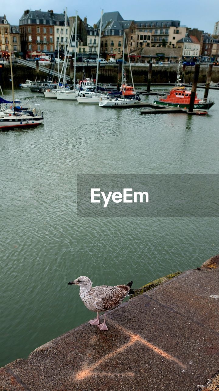 water, animal themes, animal, sea, wildlife, animal wildlife, bird, architecture, transportation, nautical vessel, ship, one animal, nature, no people, building exterior, day, city, harbor, built structure, coast, mode of transportation, sky, seagull, vehicle, travel destinations, shore, outdoors, pier, perching, moored, dock, beach