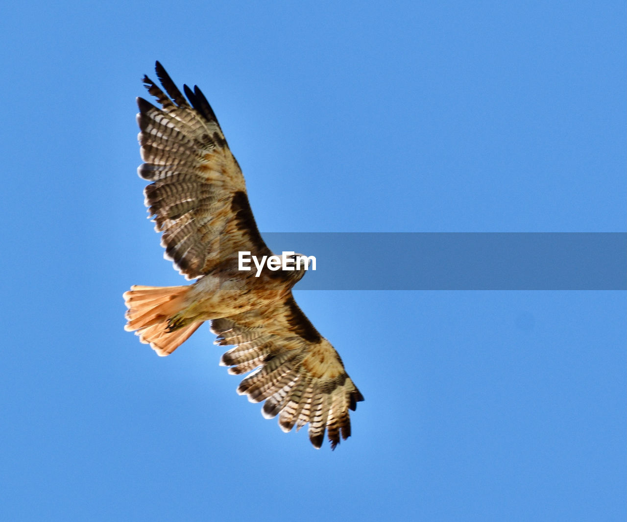 animal themes, animal, flying, bird, animal wildlife, wildlife, one animal, bird of prey, spread wings, sky, animal body part, blue, clear sky, buzzard, nature, hawk, falcon, mid-air, no people, motion, beak, low angle view, eagle, wing, animal wing, beauty in nature, sunny, copy space, outdoors, full length, day