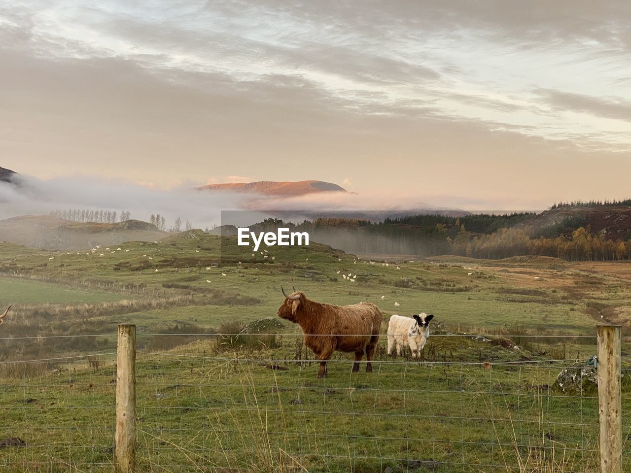 VIEW OF A HORSE ON FIELD