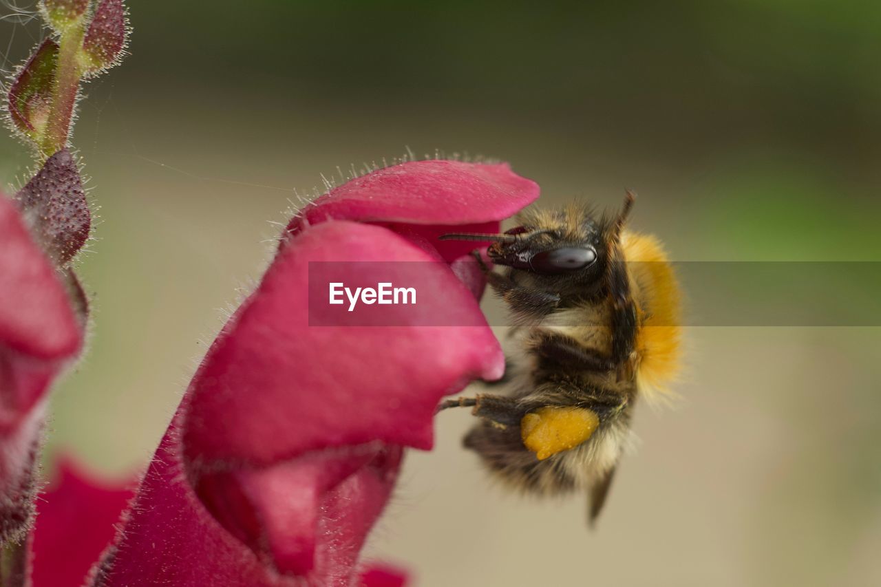 CLOSE-UP OF BEE POLLINATING ON FLOWER