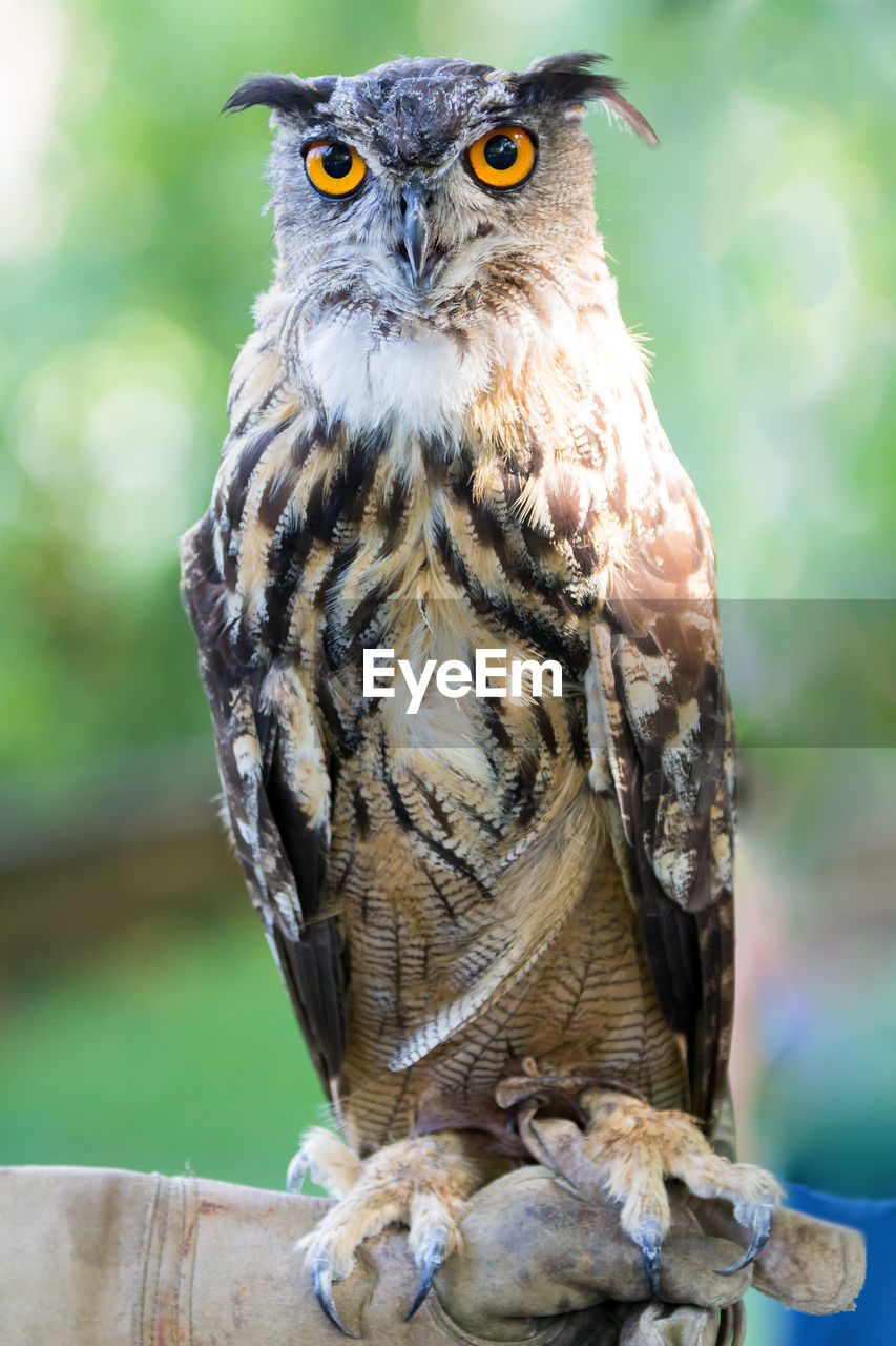 CLOSE-UP OF OWL PERCHING ON BRANCH