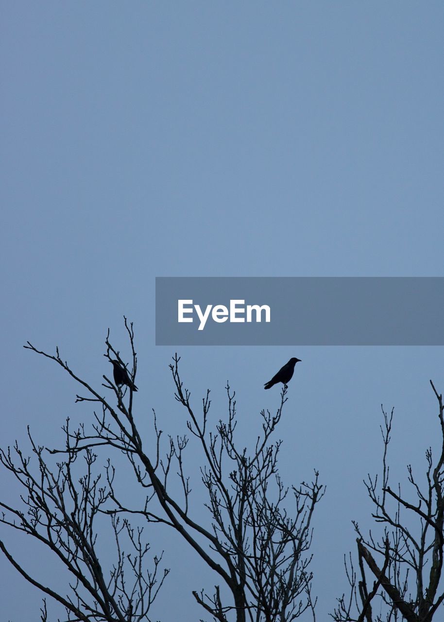 LOW ANGLE VIEW OF BIRDS PERCHING ON TREE AGAINST SKY