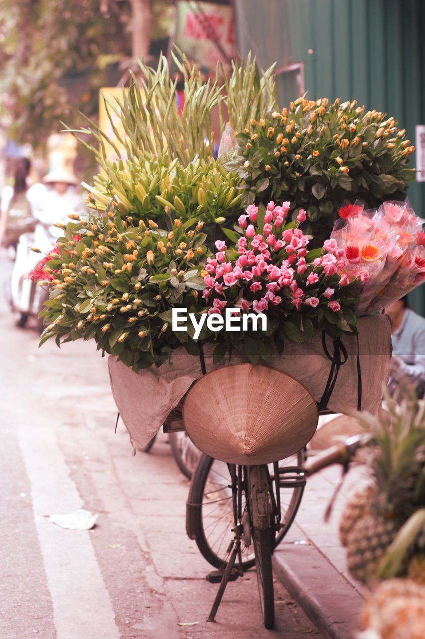 Close-up of potted plant