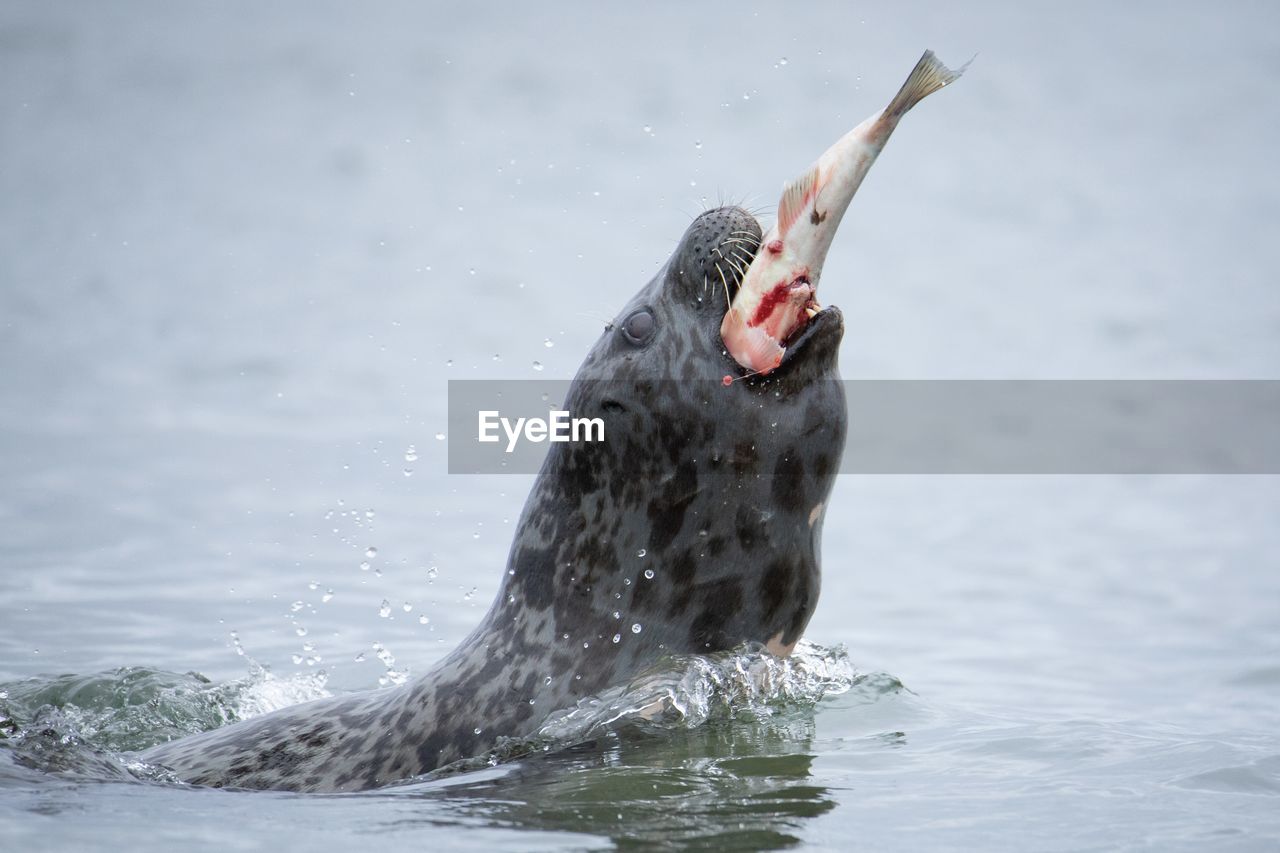 side view of a bird in lake