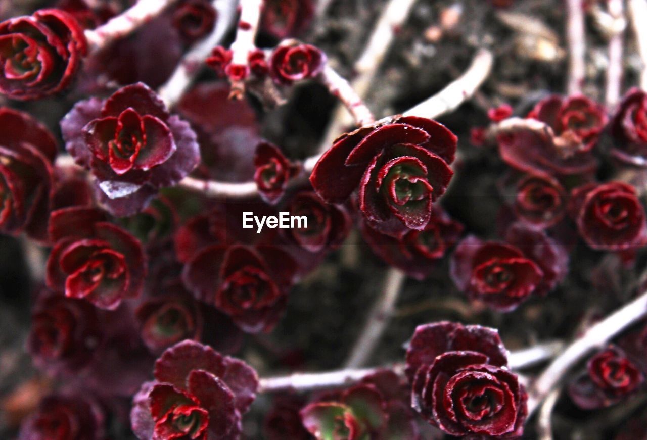 Full frame shot of frozen roses on branches