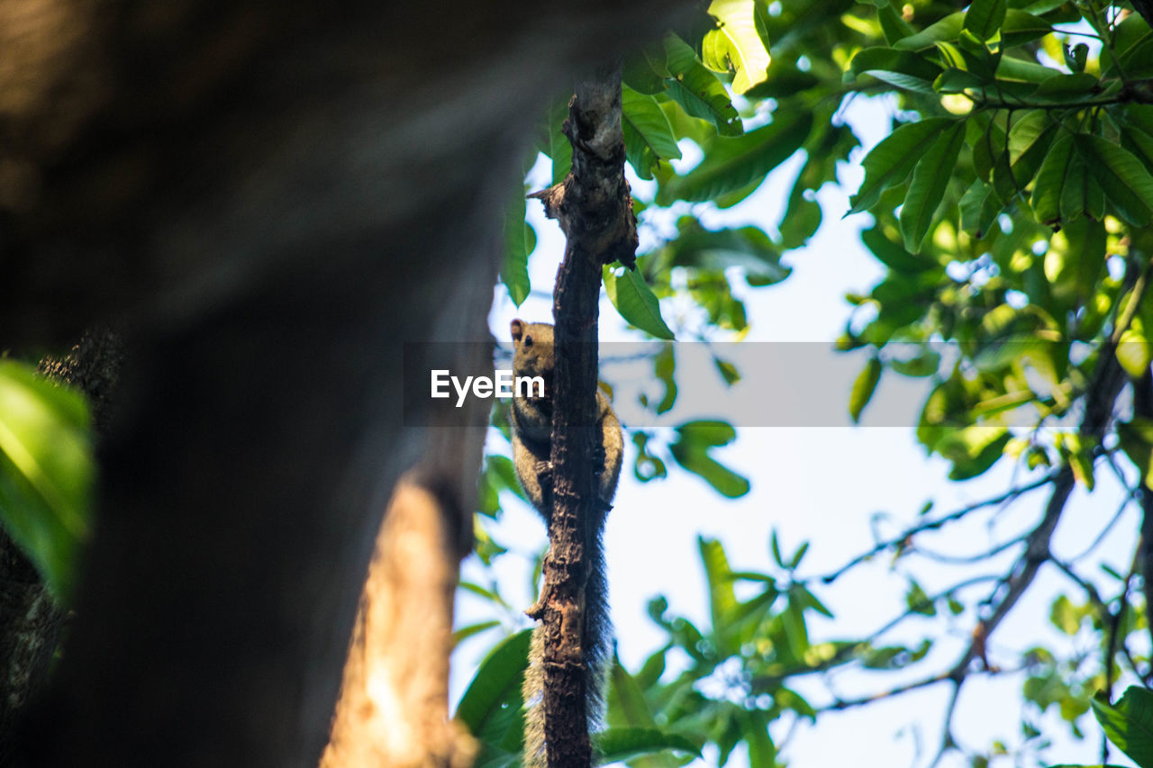 LOW ANGLE VIEW OF LICHEN GROWING ON TREE TRUNK