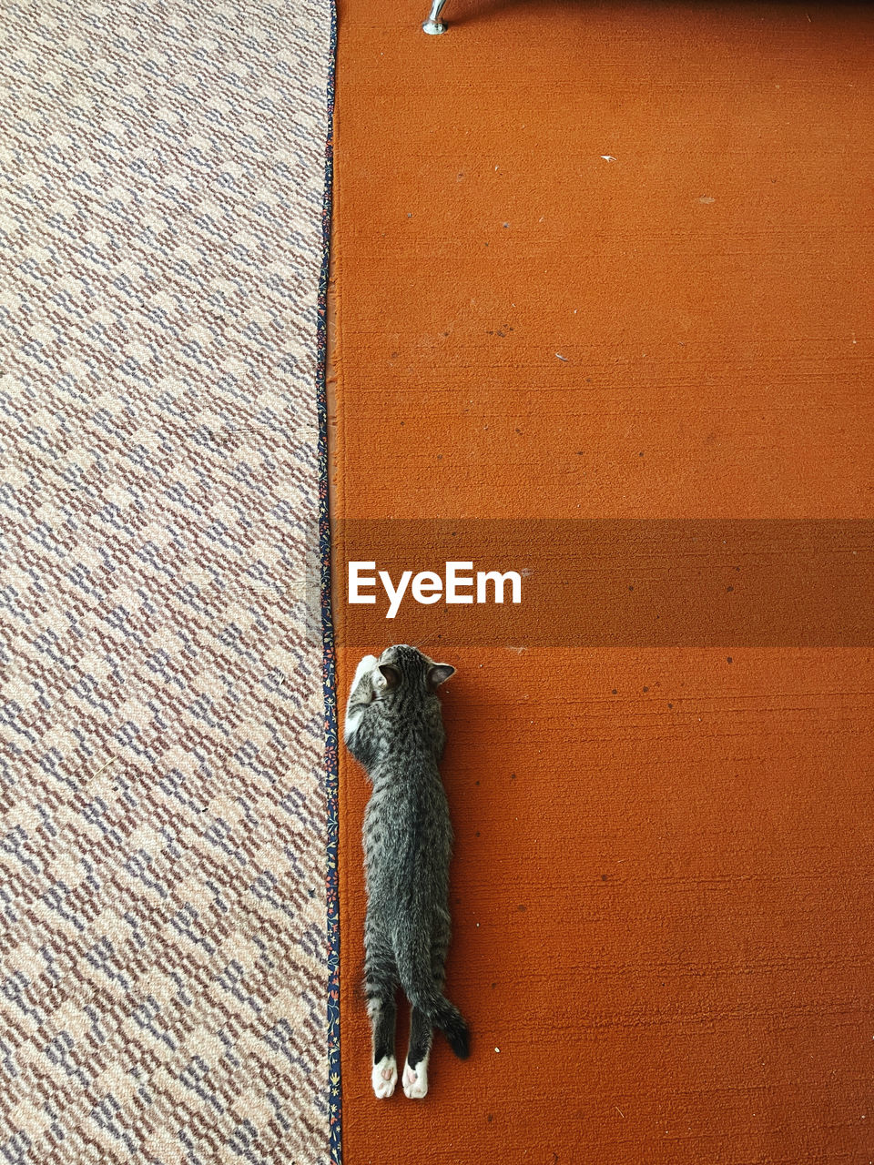 animal, animal themes, one animal, no people, animal wildlife, wood, wall, wildlife, wall - building feature, day, floor, brown, reptile, architecture, built structure, high angle view, feline, cat, flooring, mammal, outdoors