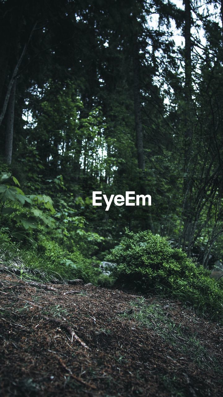 TREE IN FOREST