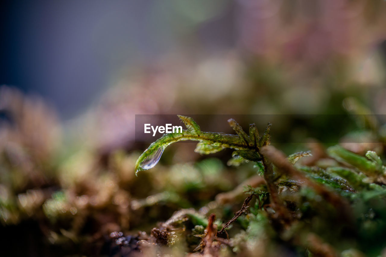 Close-up of plant growing on field