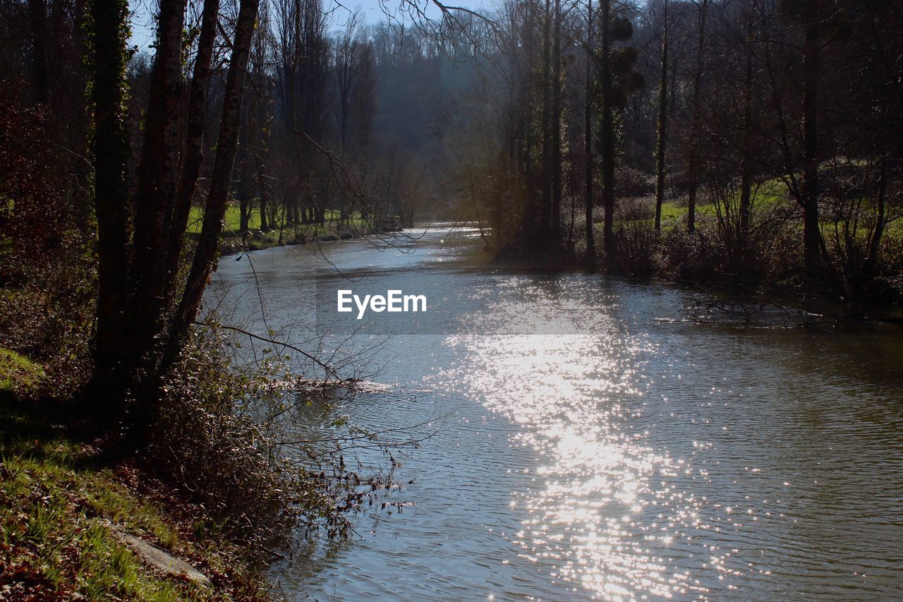 SCENIC VIEW OF RIVER IN FOREST