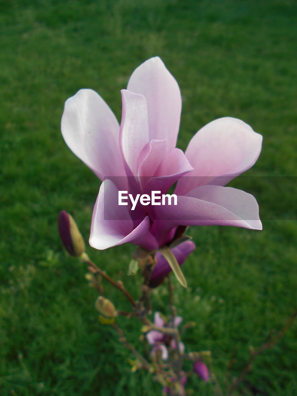 CLOSE-UP OF PINK FLOWERING PLANT ON LAND