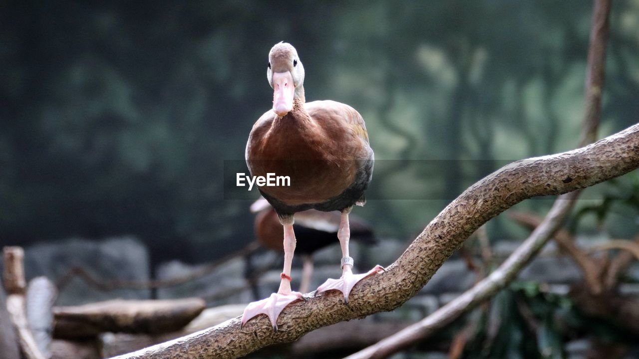 Close-up of duck portrait perching on branch