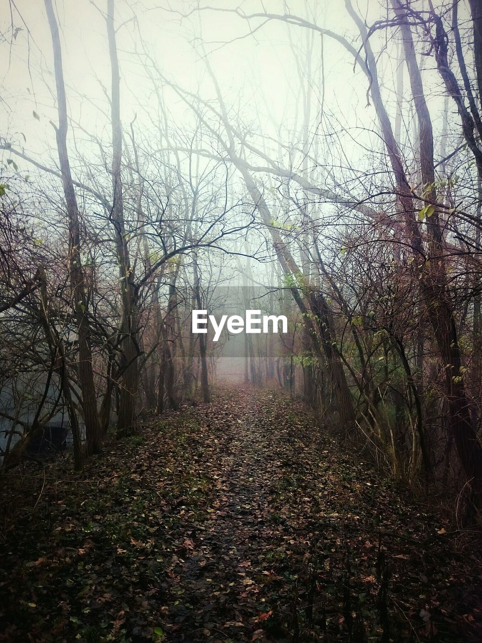 Bare trees in forest during foggy weather