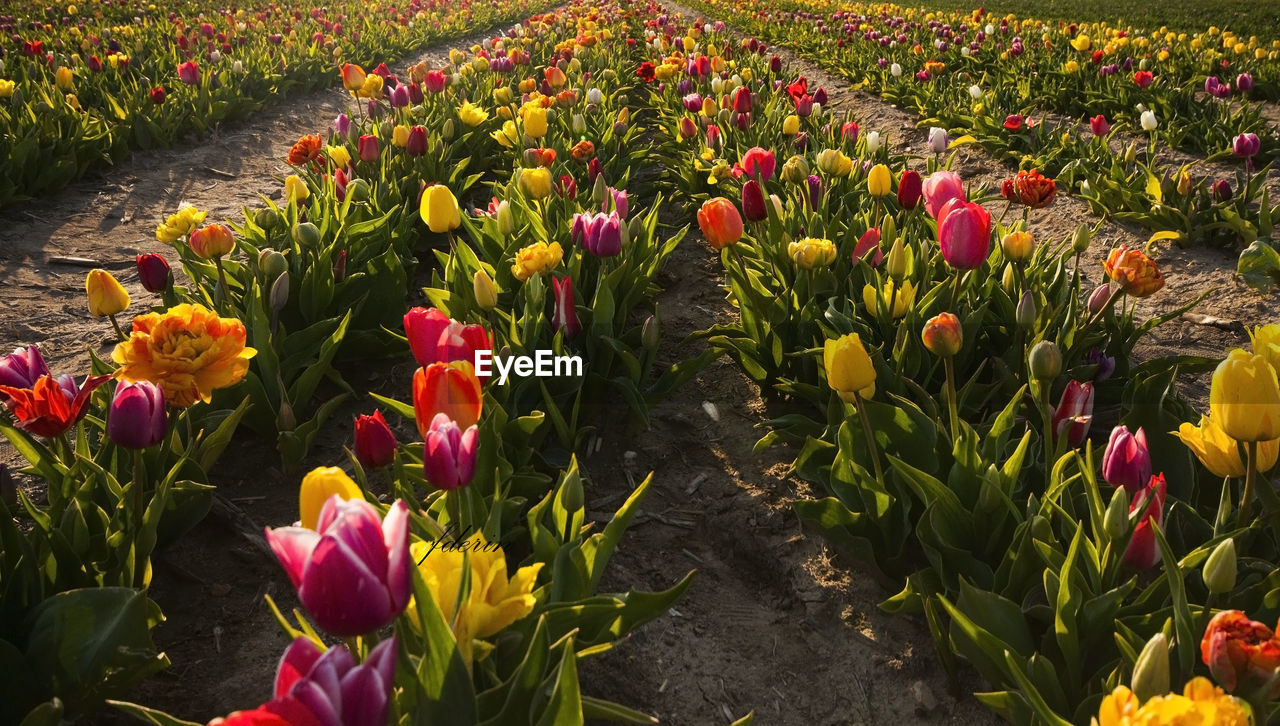 TULIPS IN GARDEN