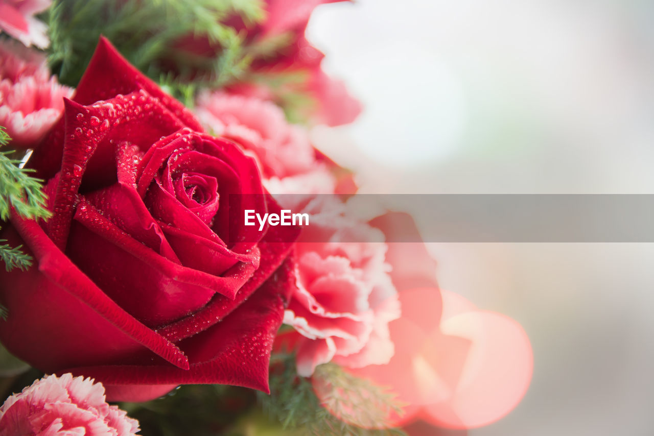 Close-up of rose bouquet