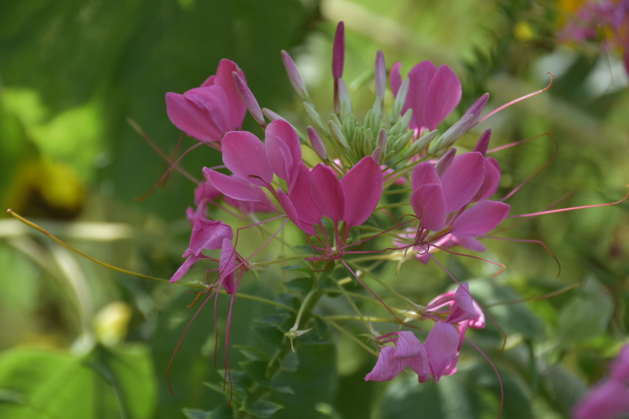 CLOSE-UP OF PINK FLOWERS BLOOMING