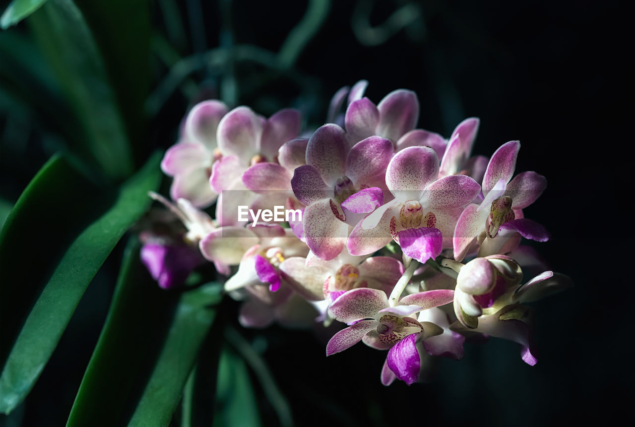 flower, flowering plant, plant, beauty in nature, freshness, macro photography, close-up, nature, pink, growth, petal, purple, fragility, flower head, inflorescence, no people, orchid, blossom, botany, focus on foreground, outdoors, springtime, plant part, leaf, magenta