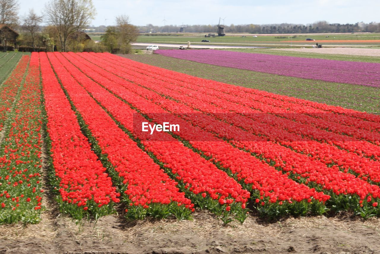 Scenic view of flowering field