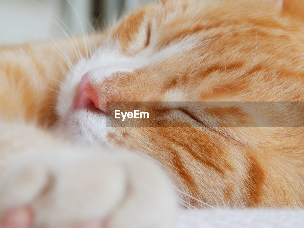 Close-up of cat sleeping on bed at home