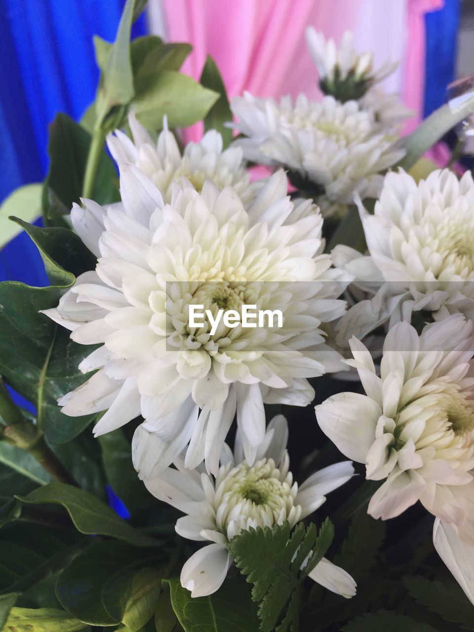 CLOSE-UP OF WHITE FLOWER BOUQUET