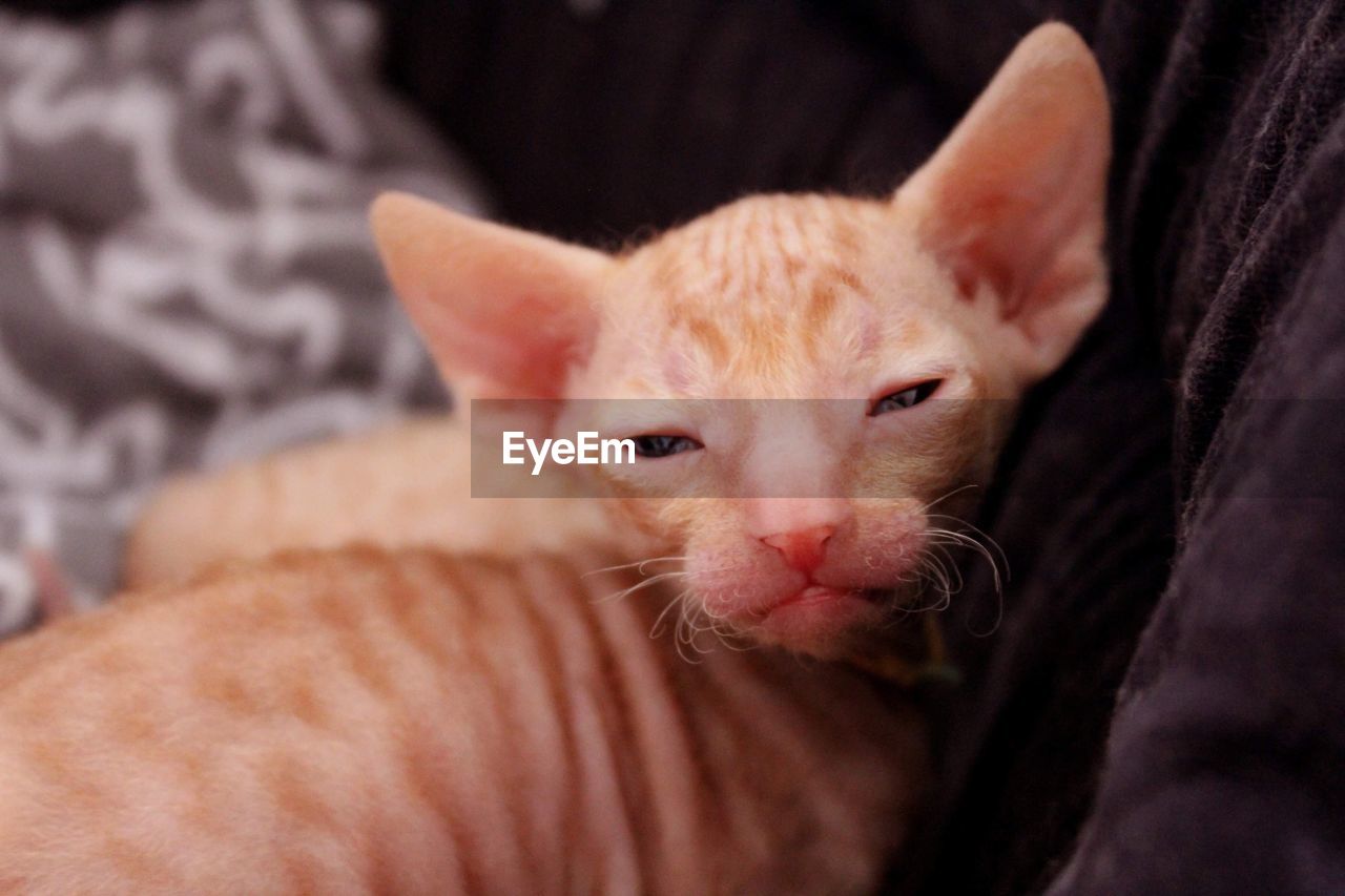 Cornish rex kitten 