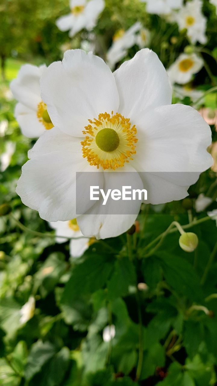 CLOSE-UP OF WHITE FLOWER