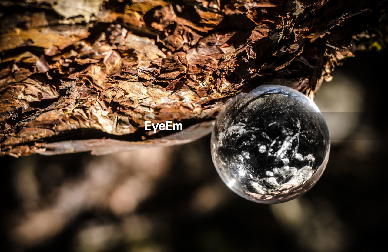 CLOSE-UP OF CRYSTAL BALL ON TREE
