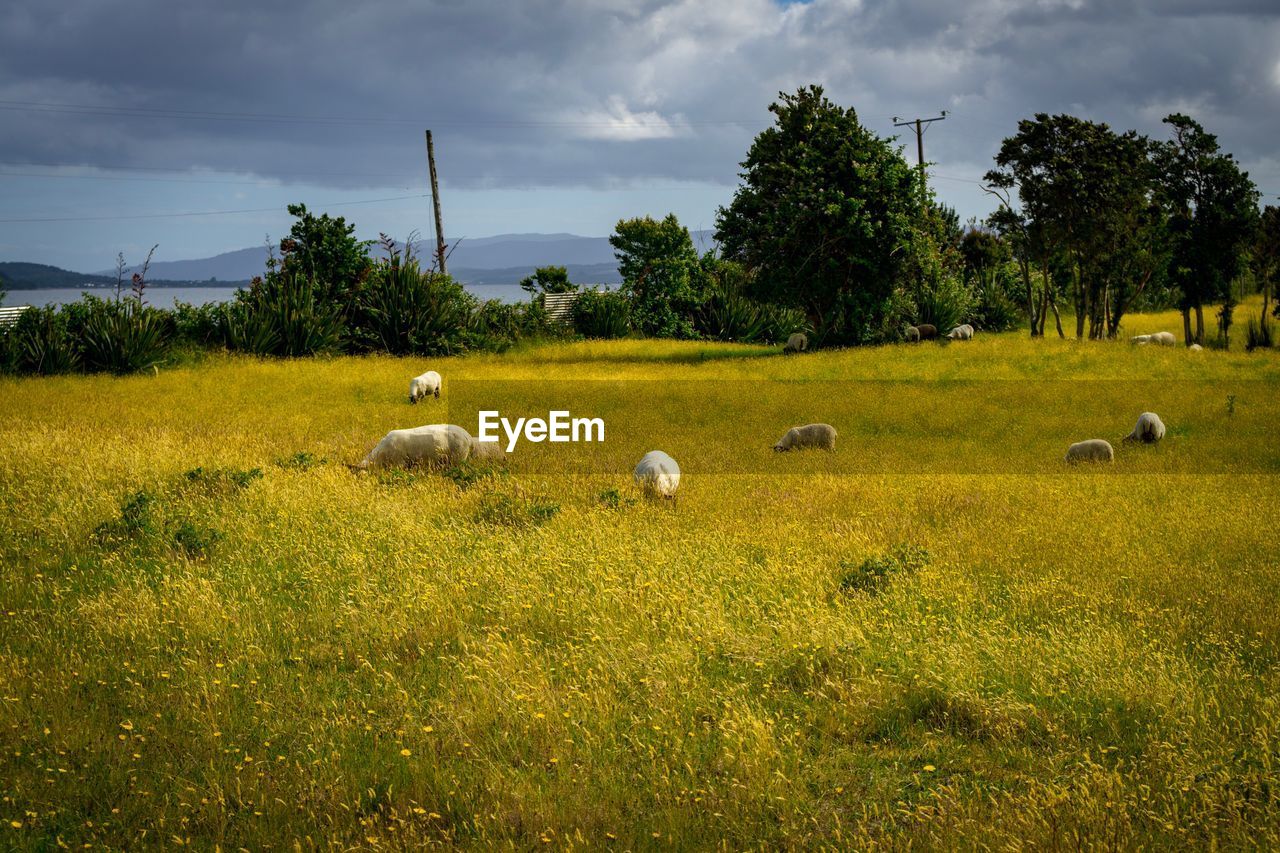 FLOCK OF SHEEP ON FIELD AGAINST SKY