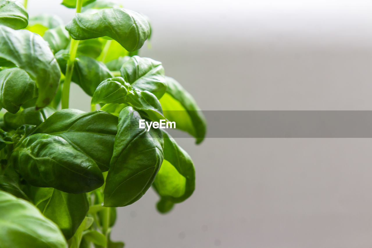 CLOSE-UP OF FRESH GREEN LEAVES WITH PLANT