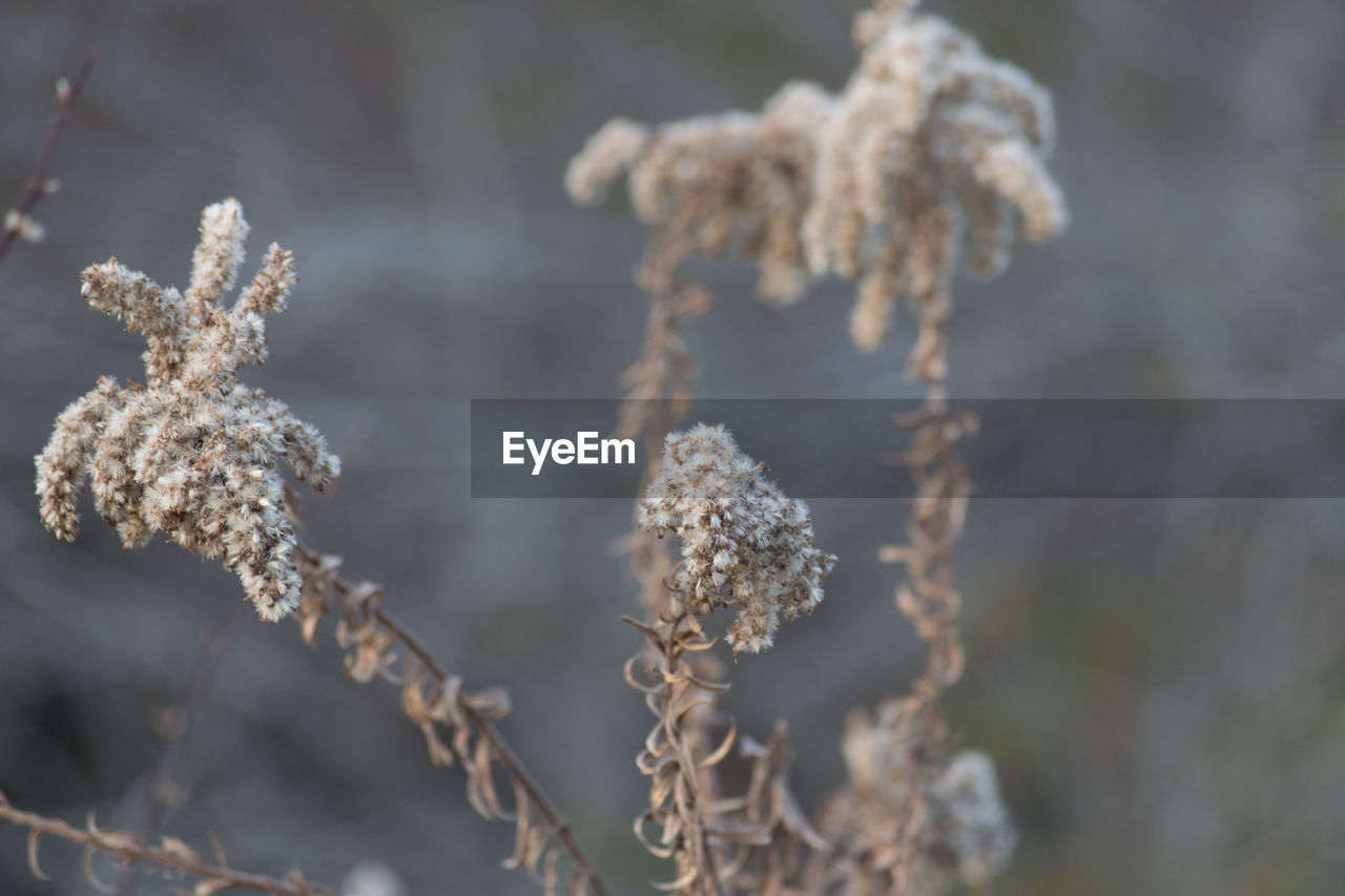 Close-up of flowers against blurred background