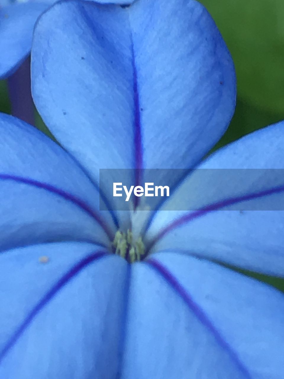 CLOSE-UP OF PURPLE FLOWER ON BLUE PLANT