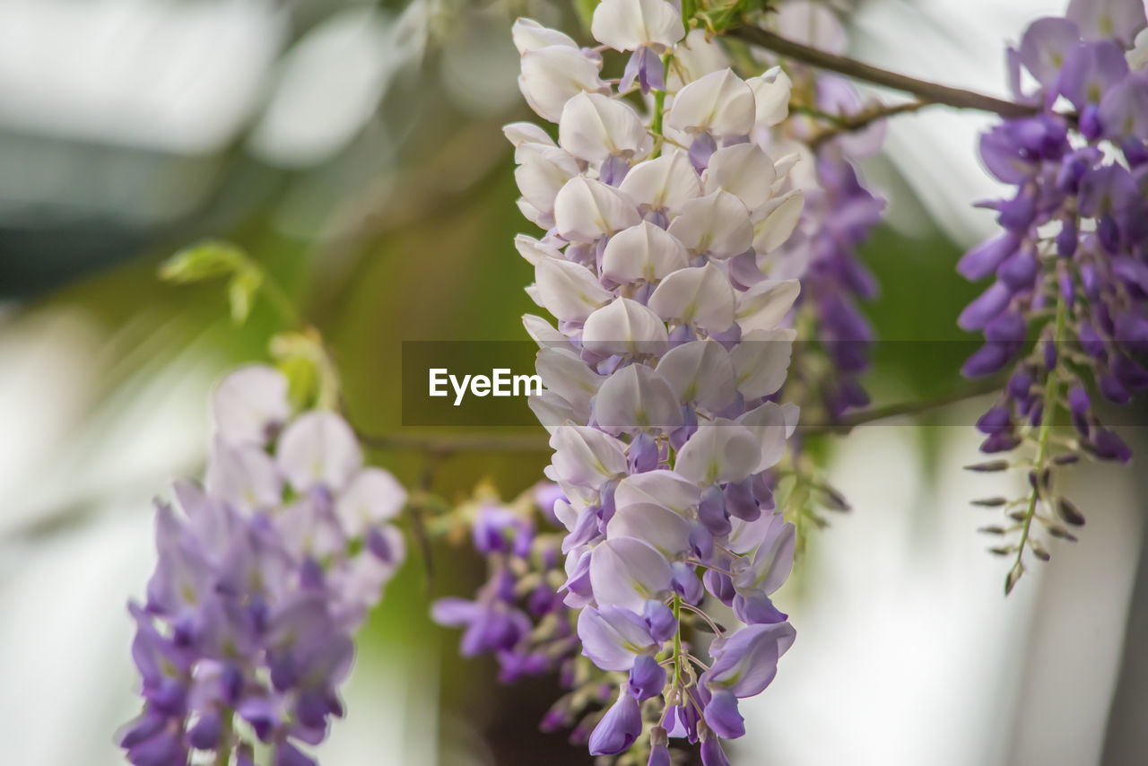 Wisteria flowers, early spring purple-purple flowering tree  in botanical garden.