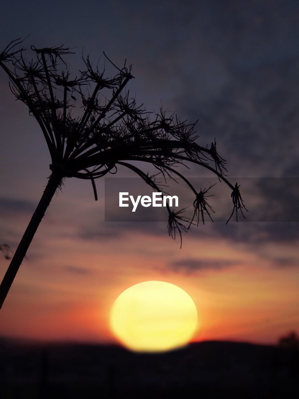 SILHOUETTE OF TREE AGAINST SUNSET SKY