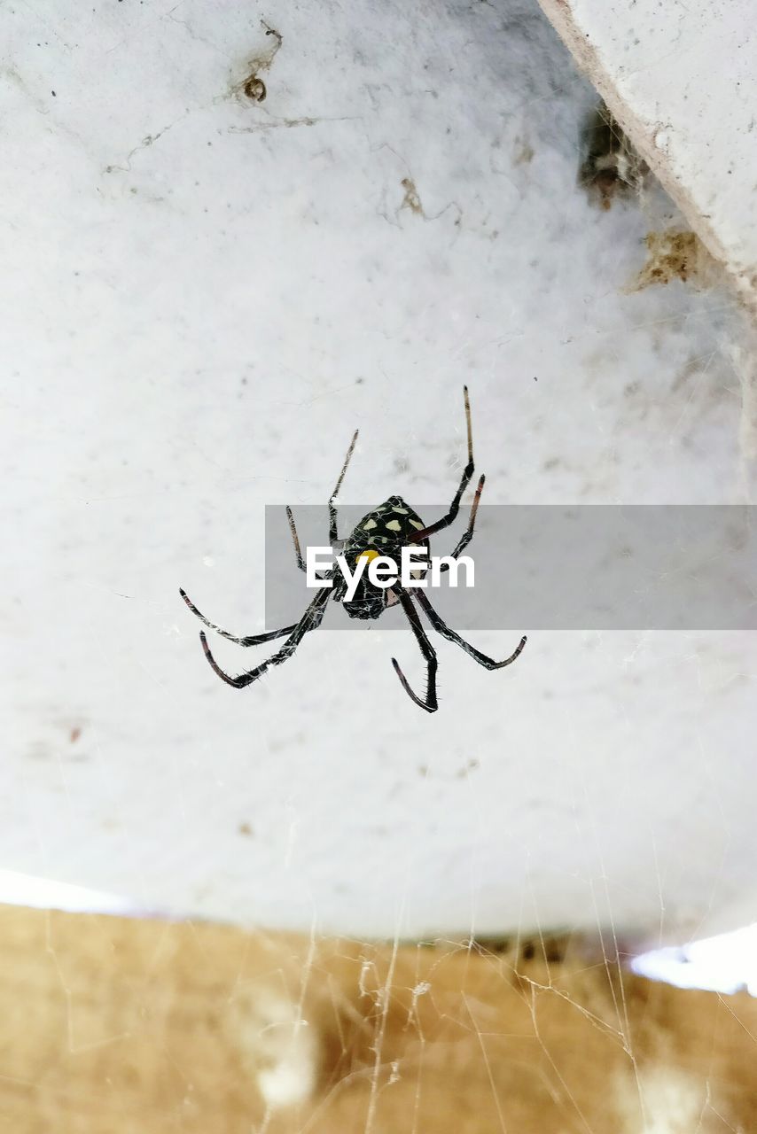 Close-up of spider on web