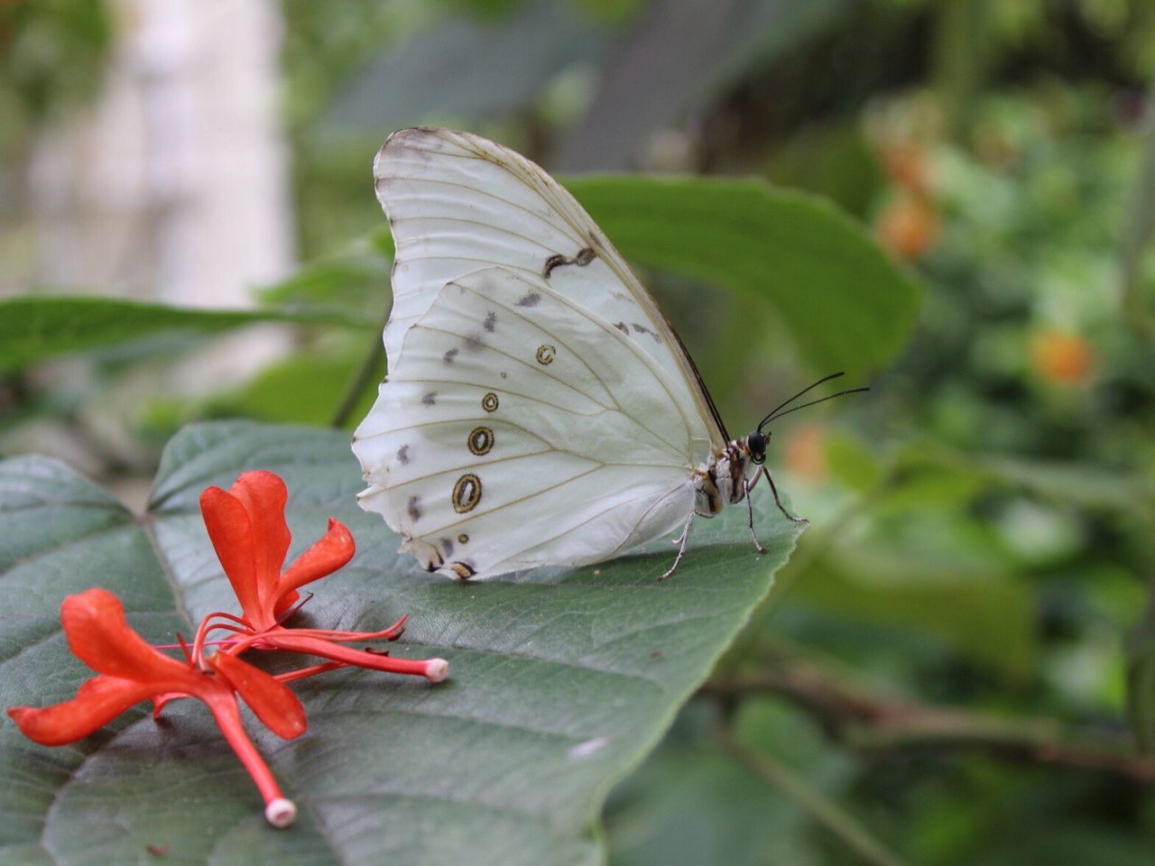 CLOSE-UP OF BUTTERFLY ON FLOWERS