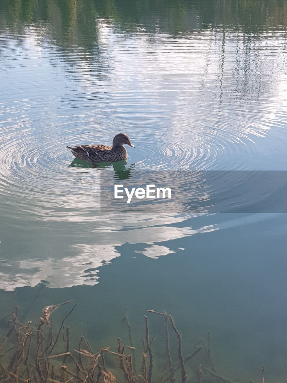 SWANS SWIMMING ON LAKE