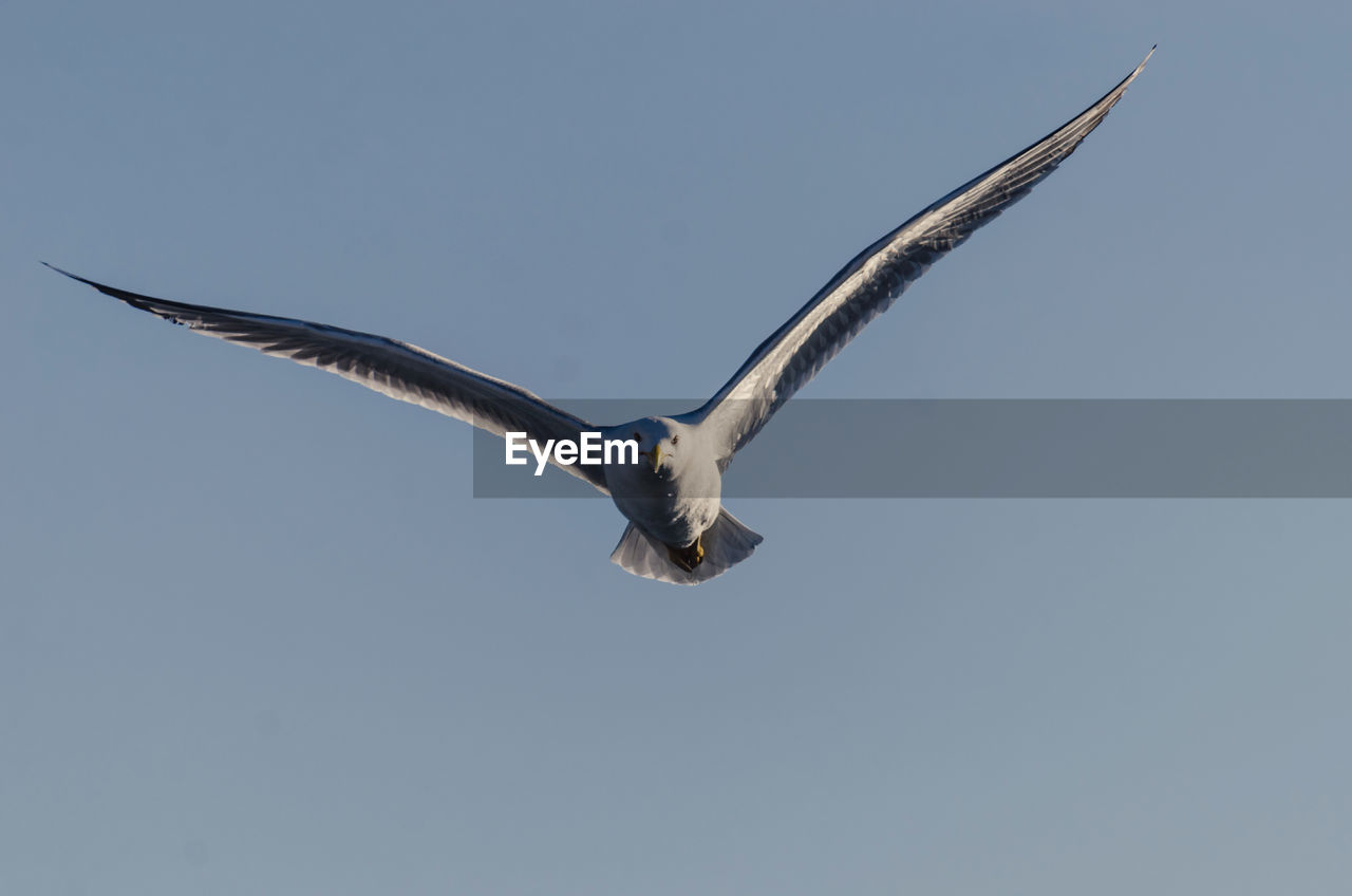 Low angle view of seagull flying against clear sky