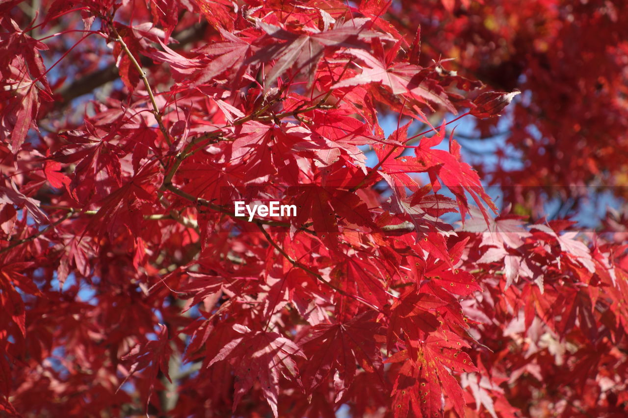 Close-up of red maple leaves