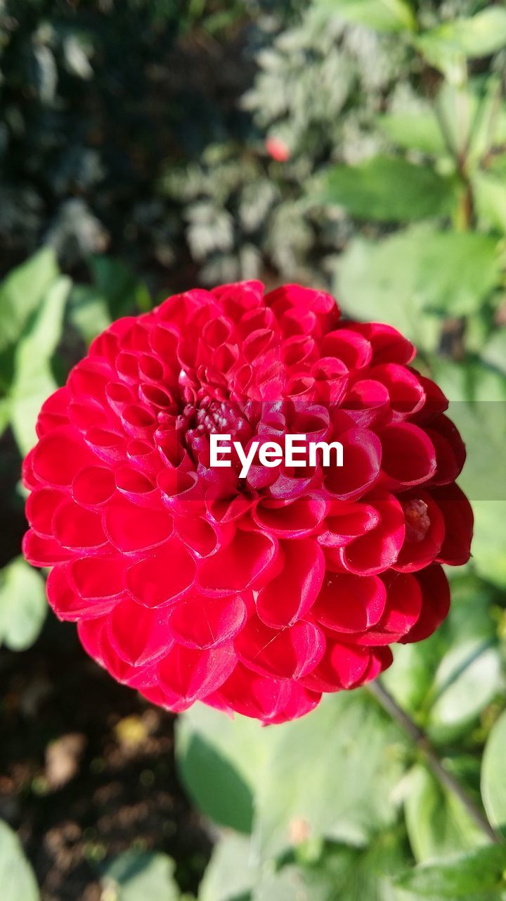 CLOSE-UP OF RED ROSES BLOOMING OUTDOORS