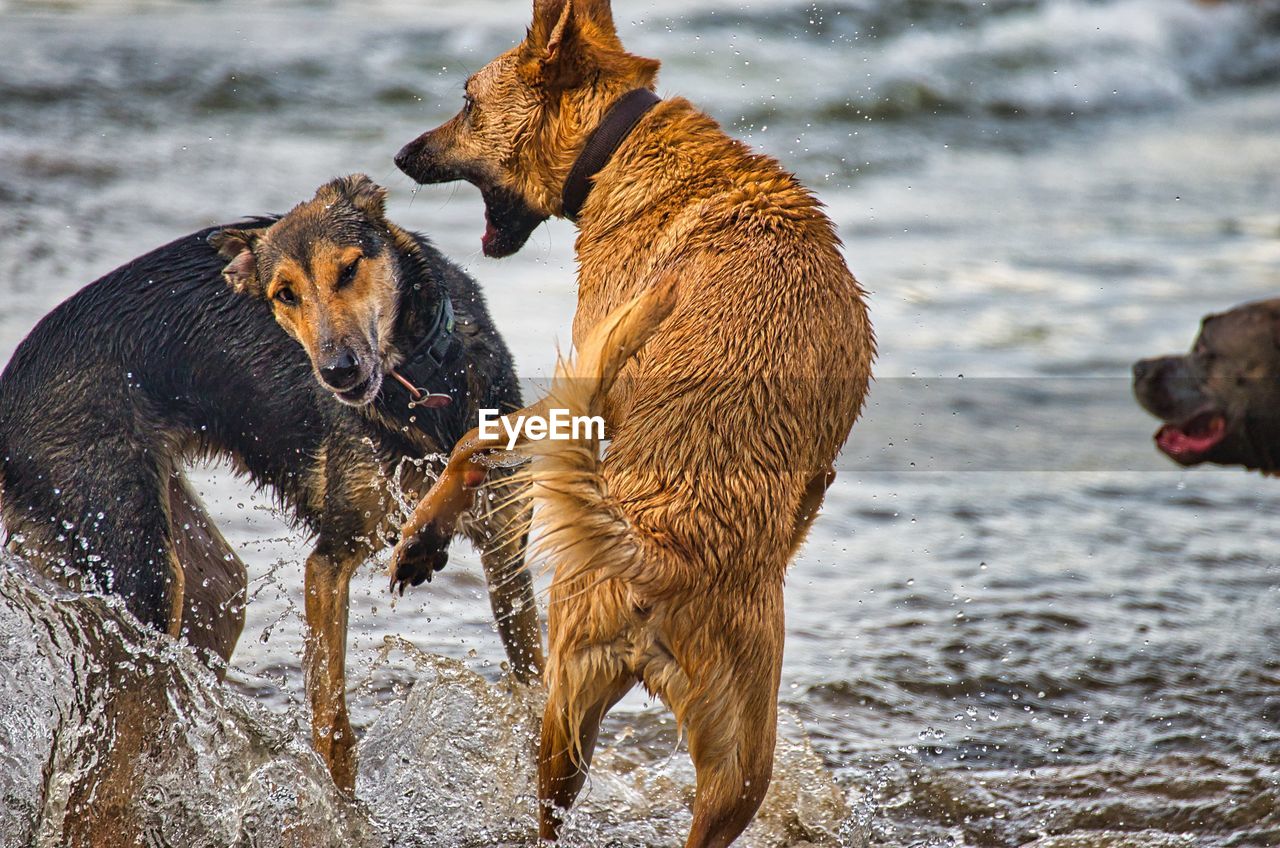 View of dogs in water
